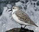 Bécasseau sanderling