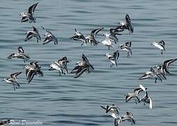 Bécasseau sanderling