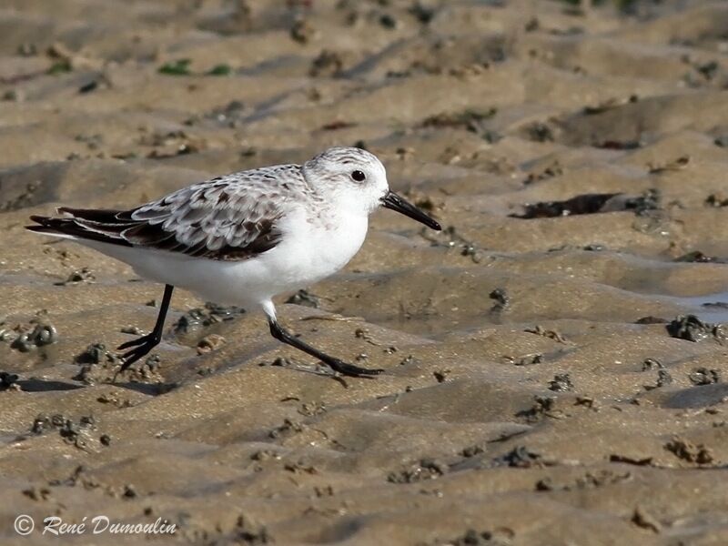 Sanderlingjuvenile, identification