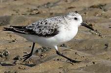 Bécasseau sanderling