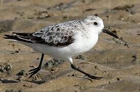 Sanderling