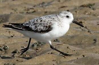 Bécasseau sanderling