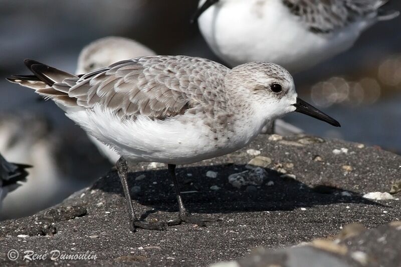 Sanderlingjuvenile, identification