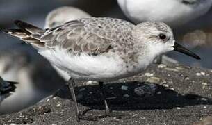 Sanderling