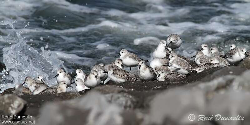 Sanderling, habitat, Behaviour