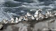 Bécasseau sanderling