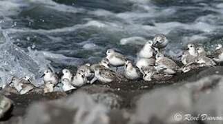 Bécasseau sanderling