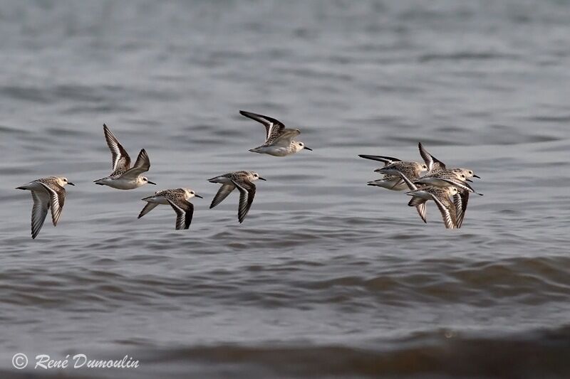 Bécasseau sanderling, Vol