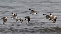 Bécasseau sanderling