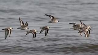 Sanderling