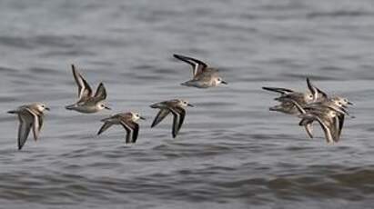 Bécasseau sanderling