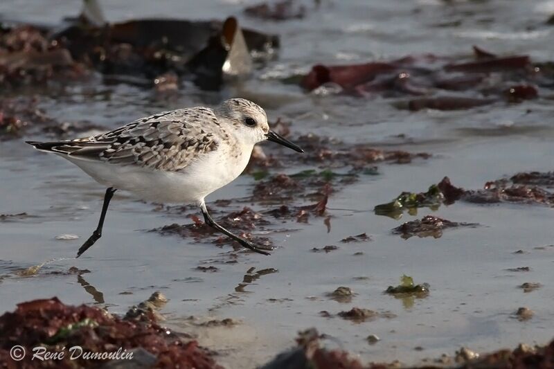 Sanderlingjuvenile, identification