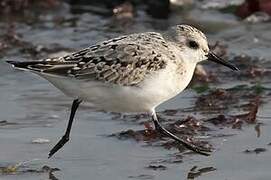 Bécasseau sanderling