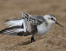 Bécasseau sanderling