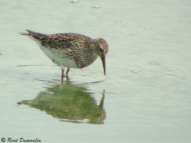 Pectoral Sandpiper