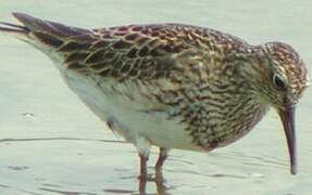 Pectoral Sandpiper