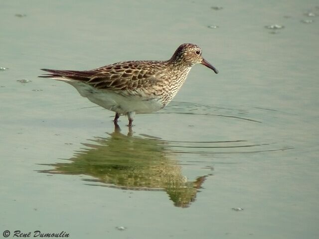 Pectoral Sandpiper