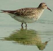 Pectoral Sandpiper