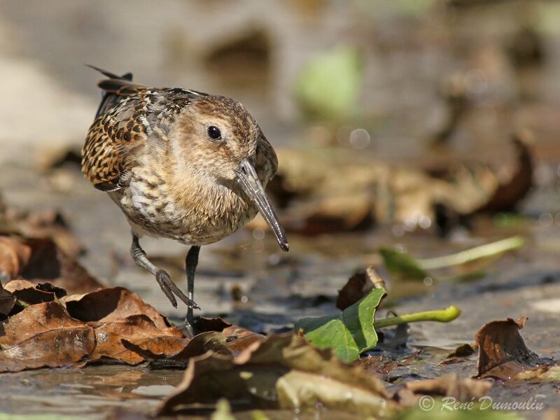 Dunlinadult post breeding, identification