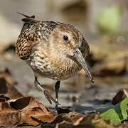 Dunlin