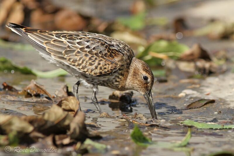 Dunlinadult post breeding, identification