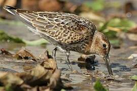 Dunlin