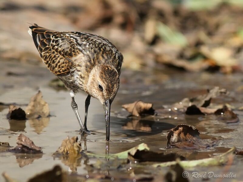 Dunlinadult post breeding, identification