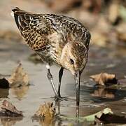 Dunlin