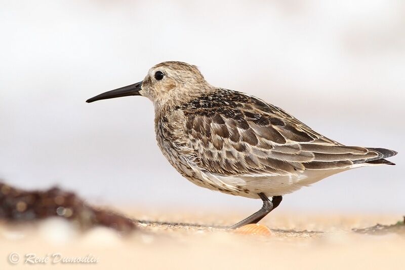 Dunlin, identification