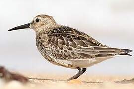 Dunlin