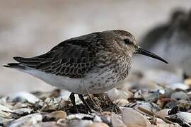 Dunlin