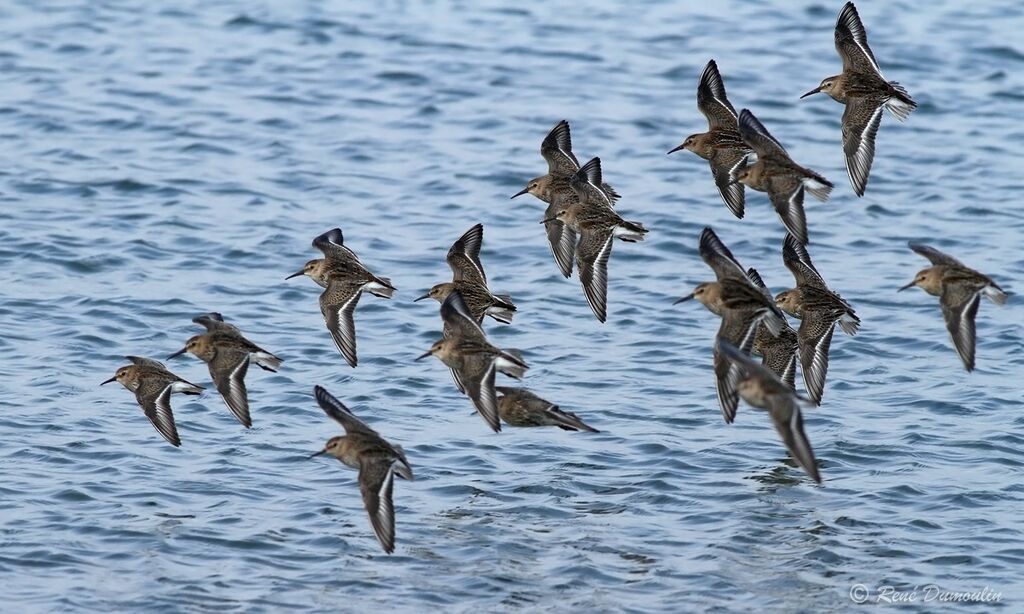 Dunlin, Flight