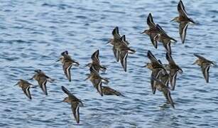 Dunlin