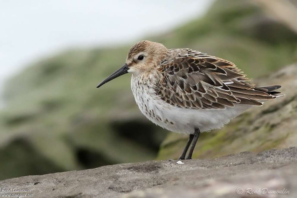 Bécasseau variable1ère année, identification