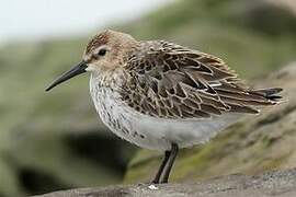 Dunlin