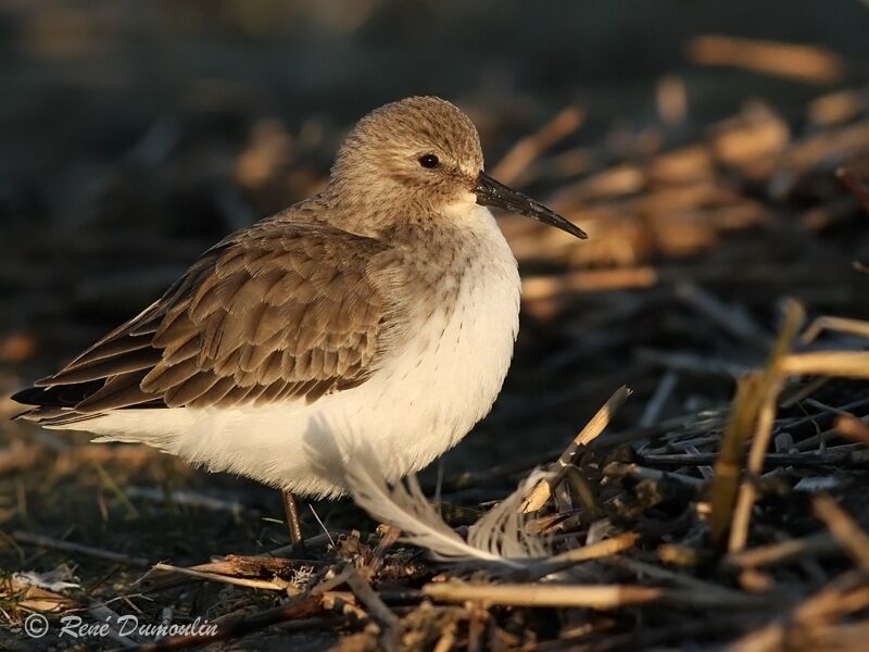 Dunlin, identification