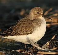 Dunlin