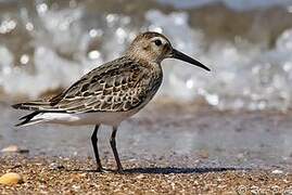 Dunlin