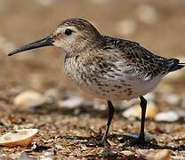 Dunlin