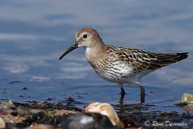 Dunlinjuvenile, identification