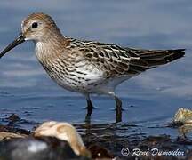 Dunlin