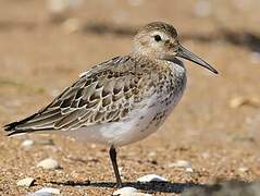 Dunlin