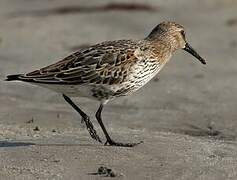 Dunlin