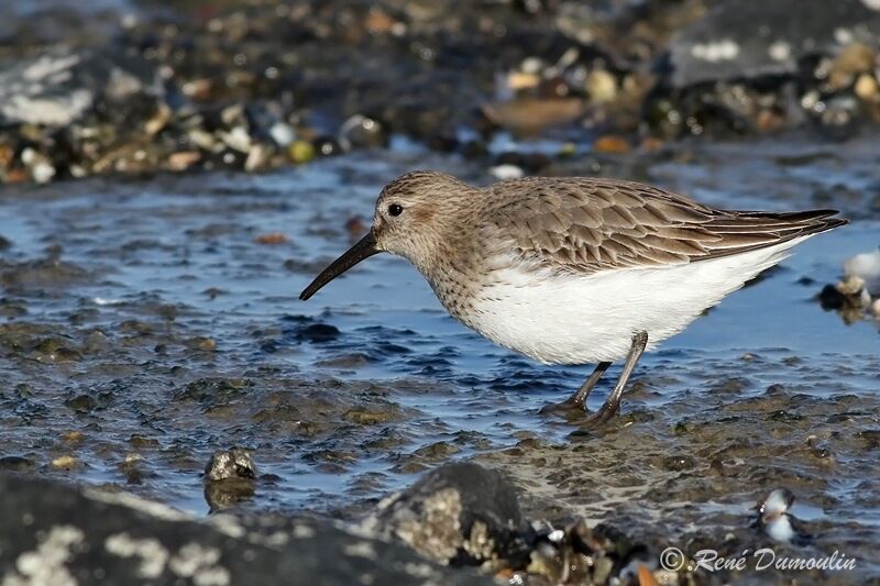 Dunlin, identification