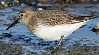 Dunlin