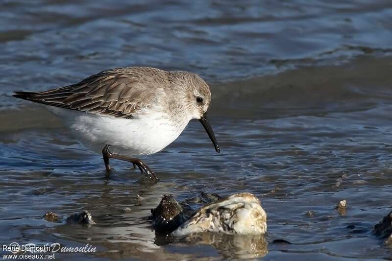 Dunlinadult post breeding, identification