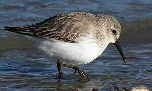 Dunlin