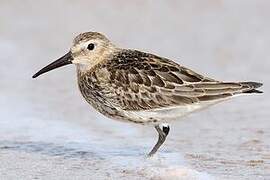 Dunlin