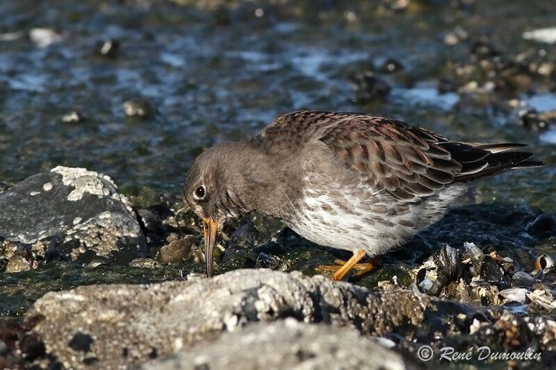 Purple Sandpiperadult post breeding, identification