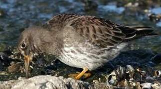 Purple Sandpiper